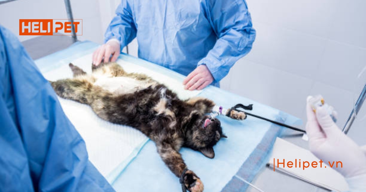 Mèo đẻ xong bao lâu thì triệt sản được