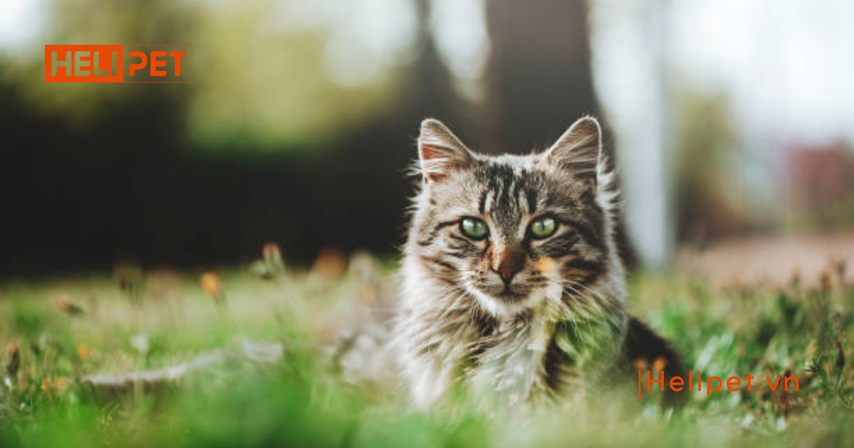 Mèo đẻ xong bao lâu thì triệt sản được