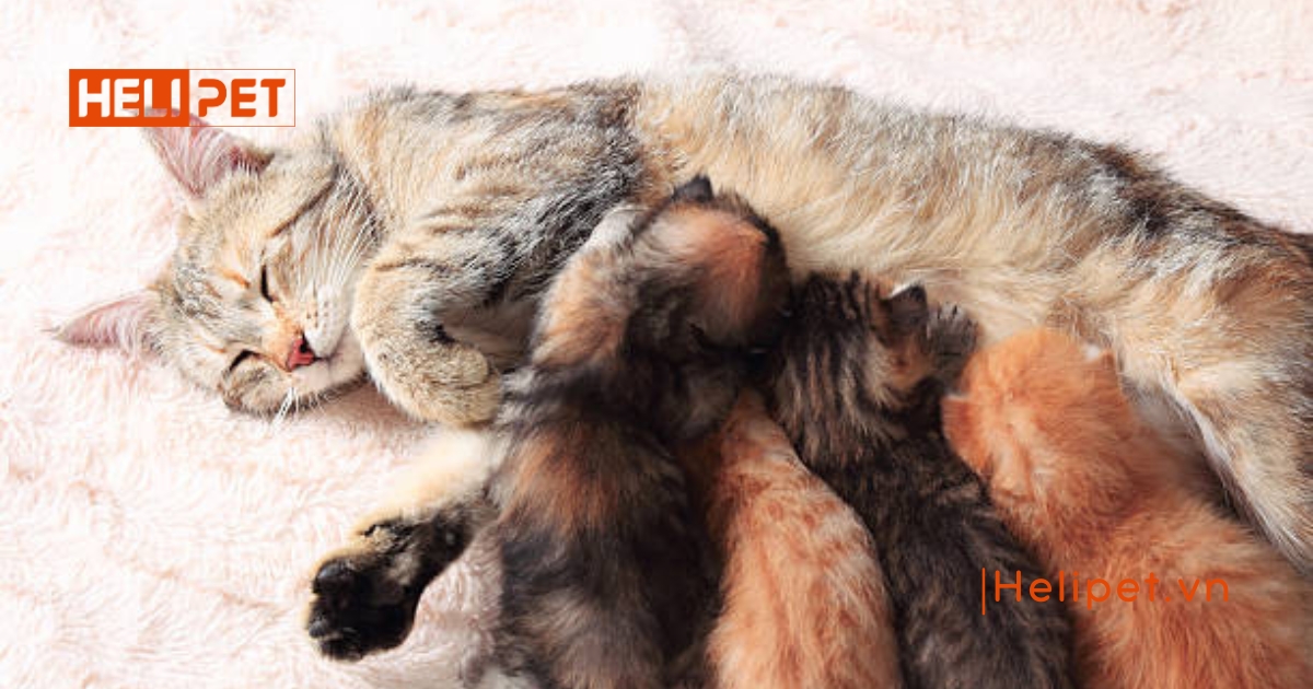 Mèo đẻ xong bao lâu thì triệt sản được