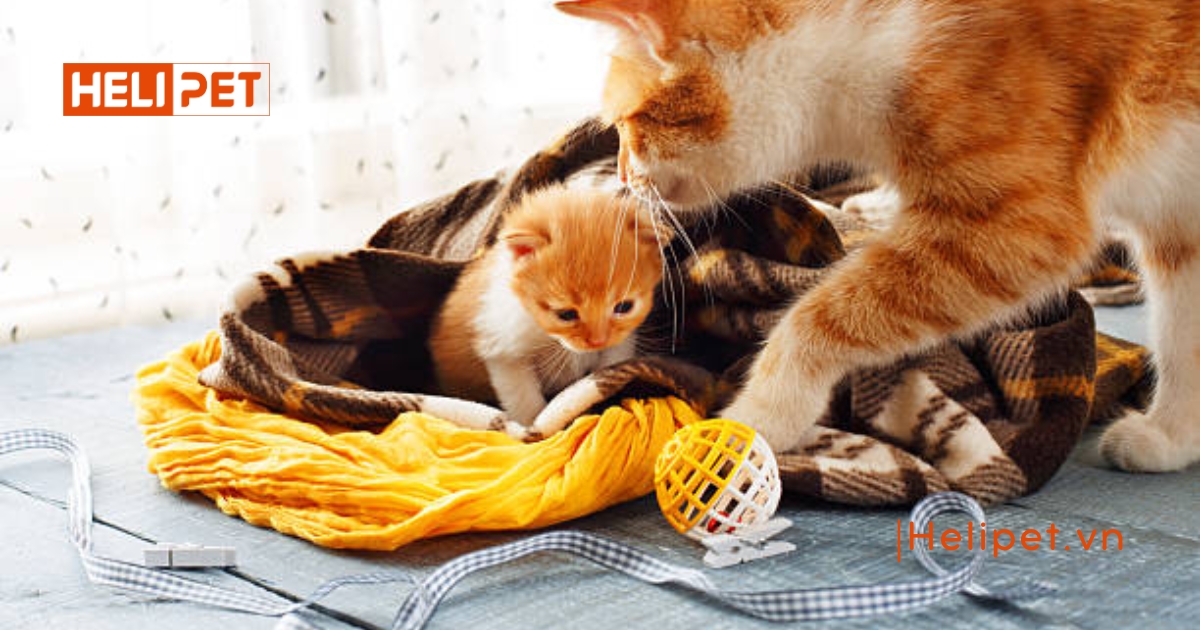 Mèo đẻ xong bao lâu thì triệt sản được