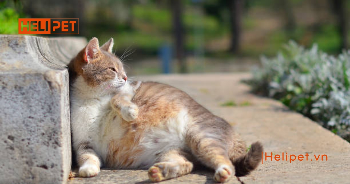 Mèo đẻ xong bao lâu thì triệt sản được