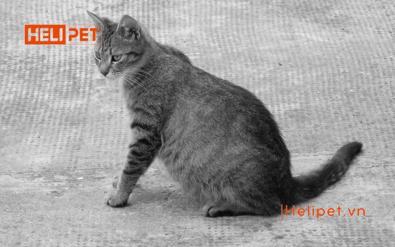 Mèo đẻ lứa đầu mấy con