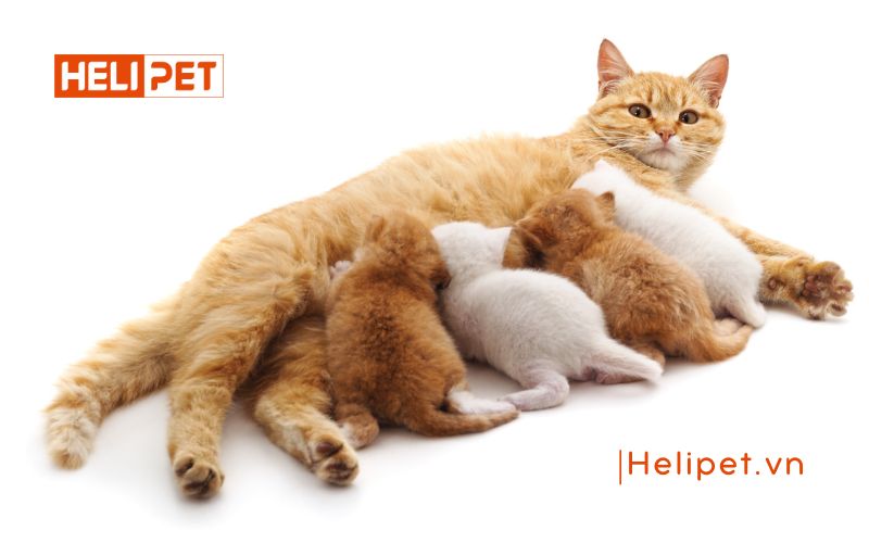 Mèo đẻ lứa đầu mấy con