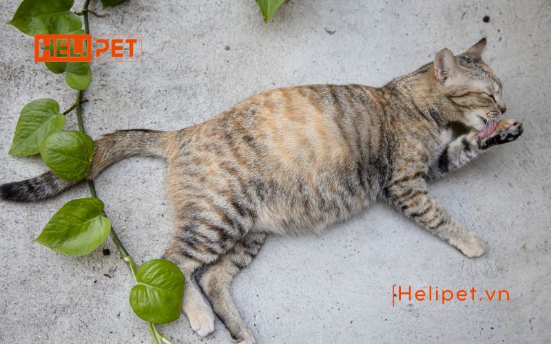 Mèo đẻ lứa đầu mấy con