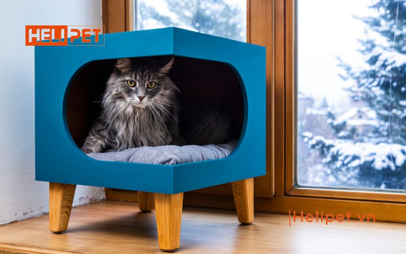 Mèo đẻ lứa đầu mấy con