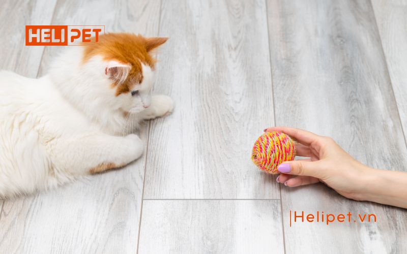 Mèo đẻ lứa đầu mấy con