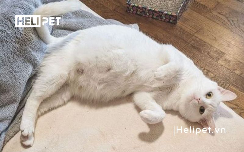 mèo đẻ trong bao lâu thì xong