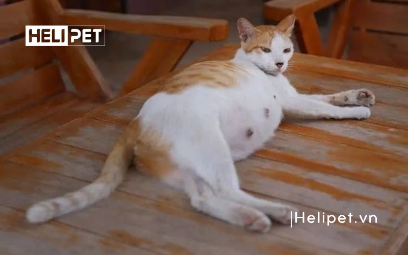 mèo đẻ trong bao lâu thì xong