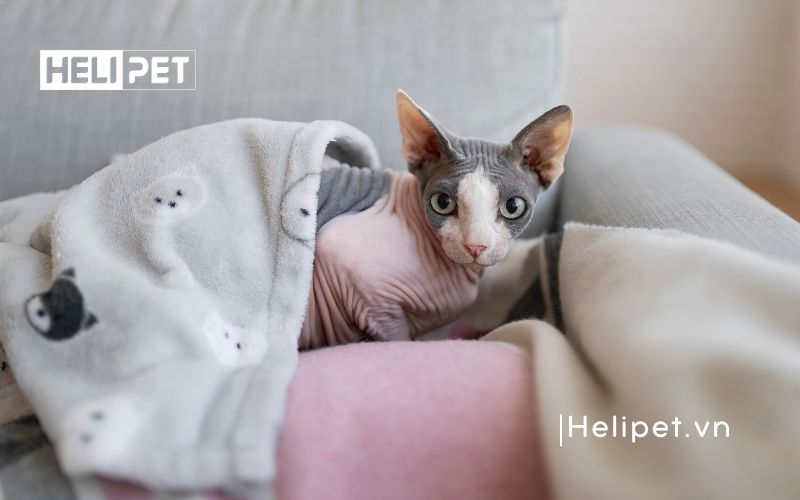 mèo đẻ trong bao lâu thì xong