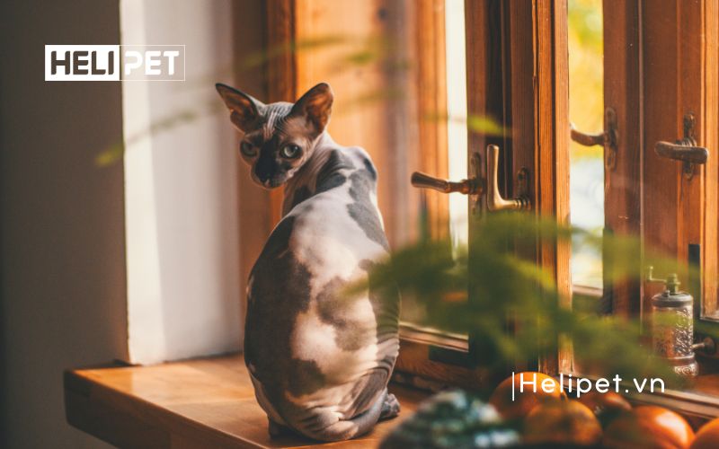 mèo đẻ trong bao lâu thì xong