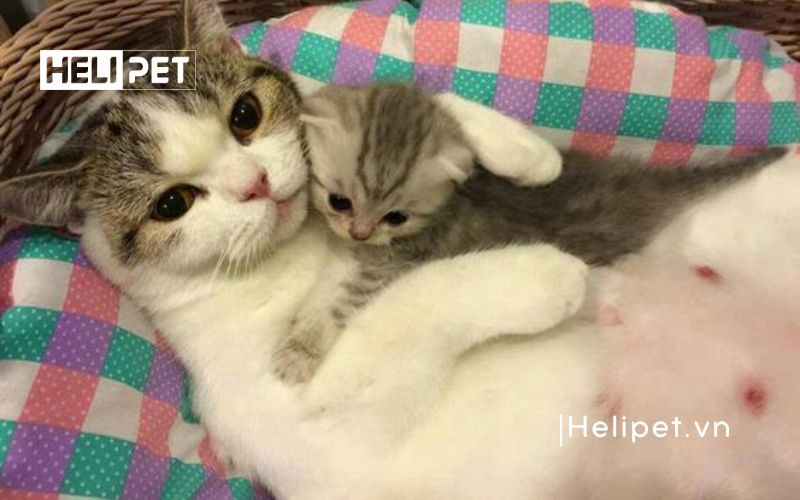 mèo đẻ trong bao lâu thì xong