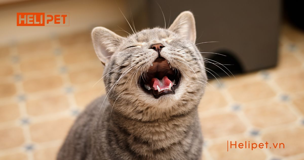 mèo gào đực