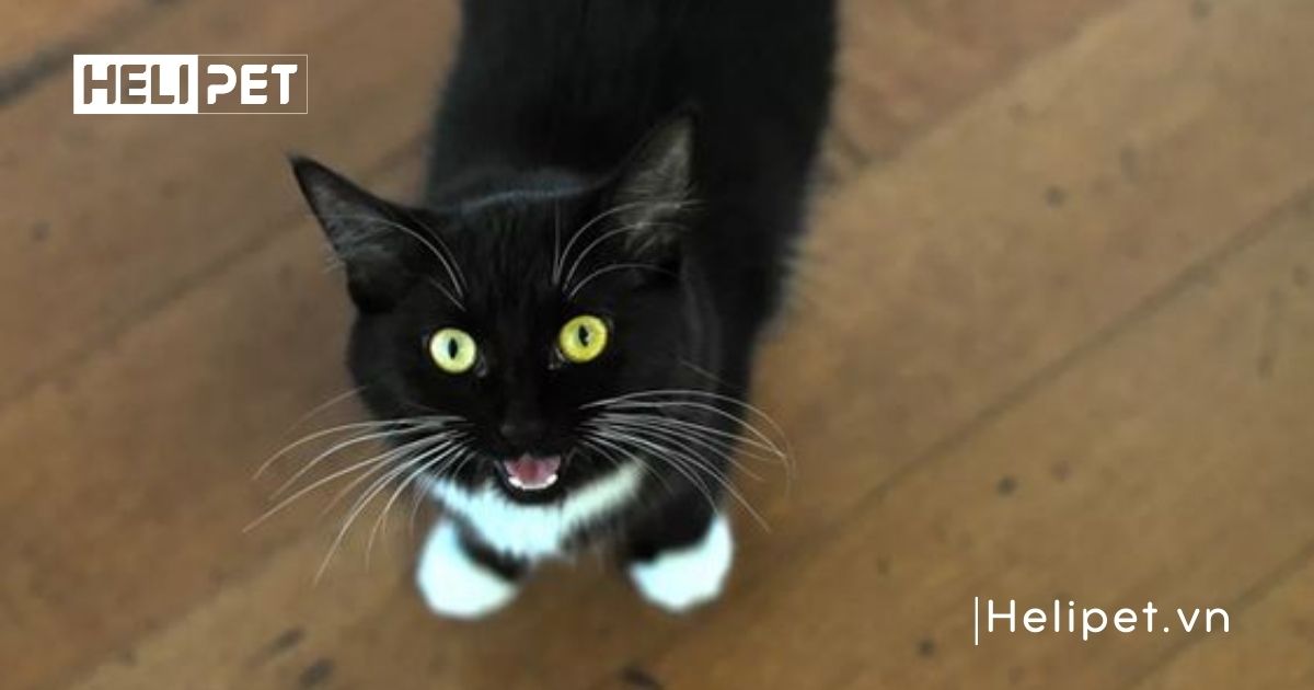 mèo gào đực bao lâu thì triệt sản được