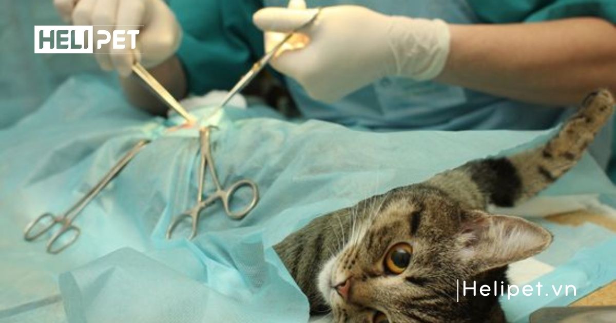 mèo gào đực bao lâu thì triệt sản được