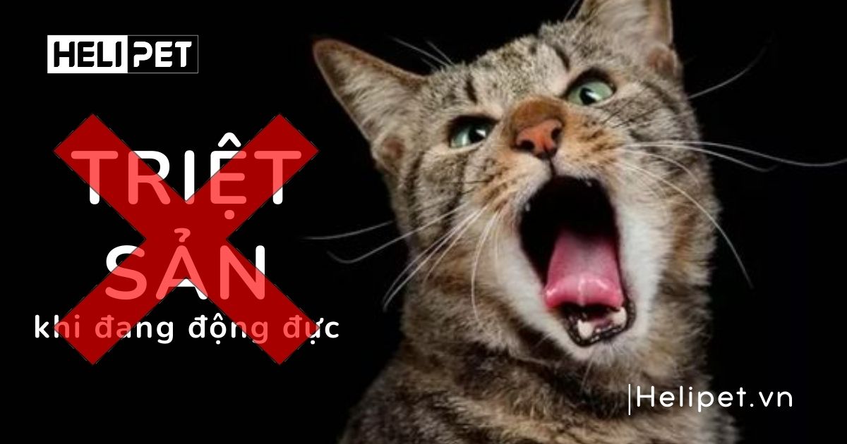 mèo gào đực bao lâu thì triệt sản được