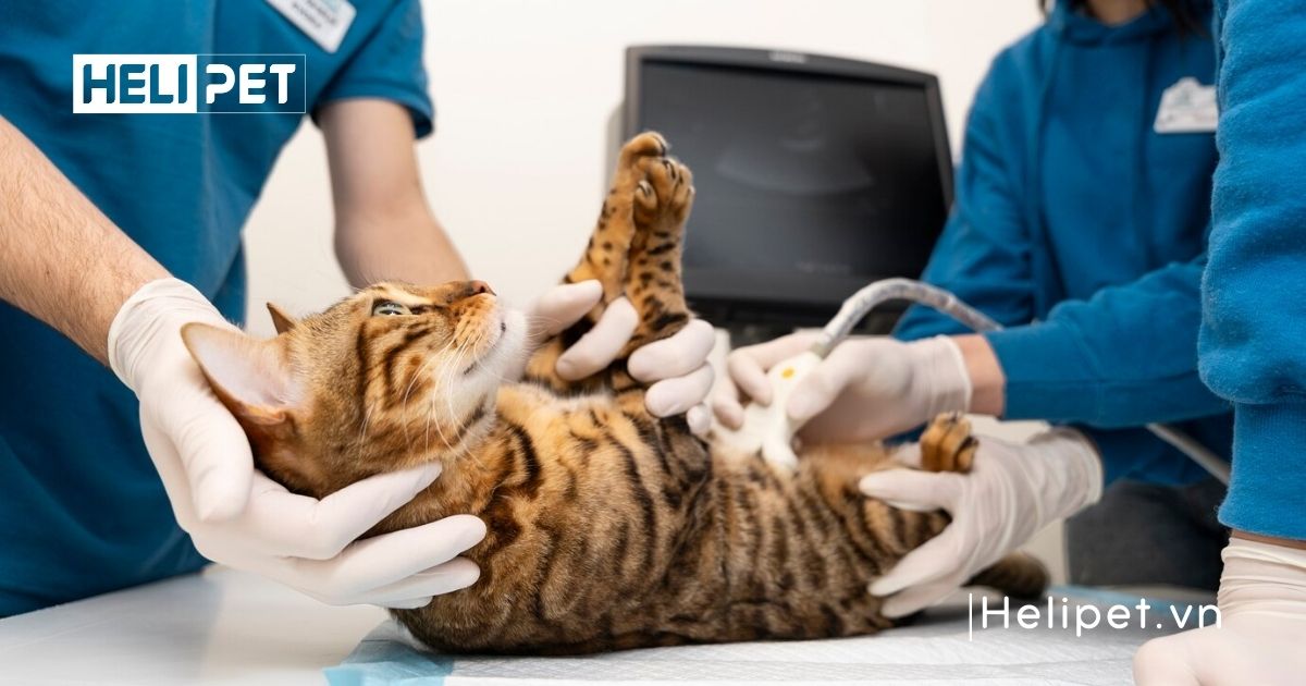 mèo gào đực bao lâu thì triệt sản được