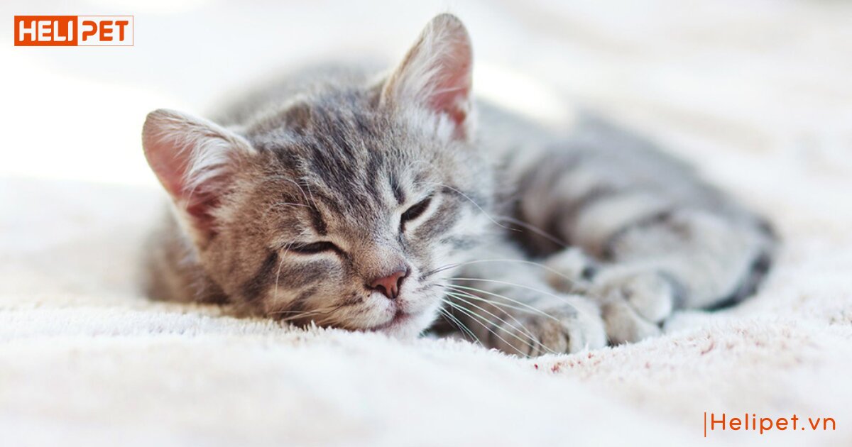 mèo không ăn bao lâu thì chết