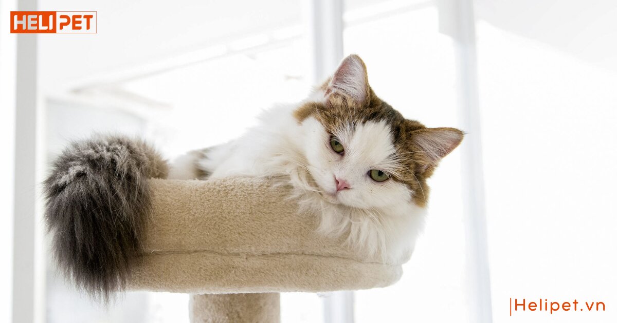 mèo không ăn bao lâu thì chết