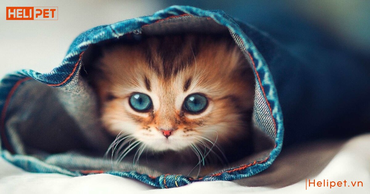 mèo không ăn bao lâu thì chết