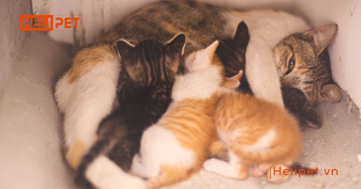 mèo không triệt sản có sao không