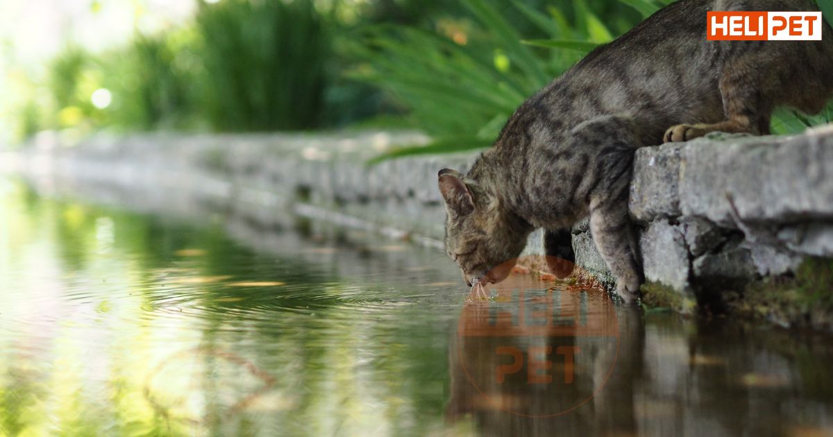 mèo không uống nước