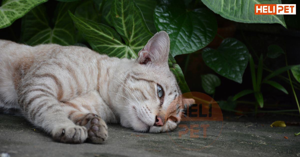 mèo không uống nước