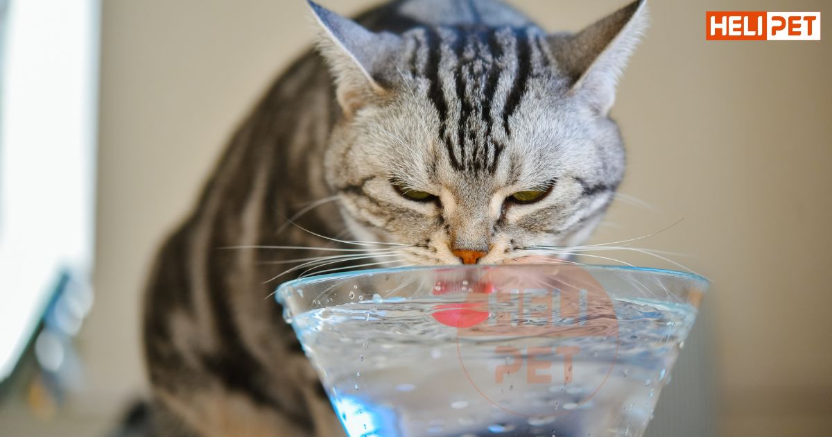 mèo không uống nước