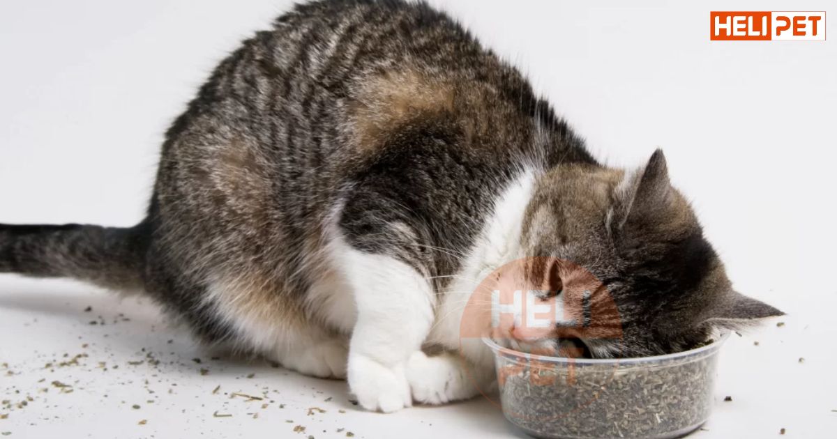 mèo không uống nước