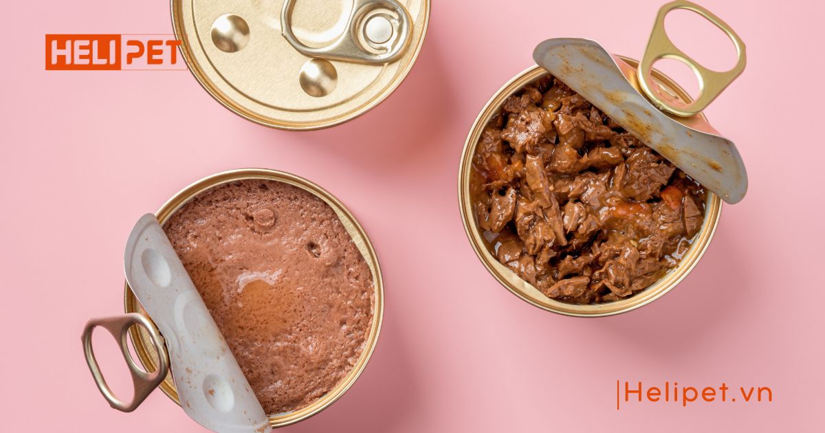 Mèo mang thai cần kiêng những gì