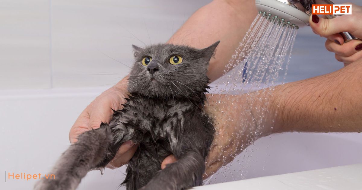 Mèo mấy tháng thì tắm được