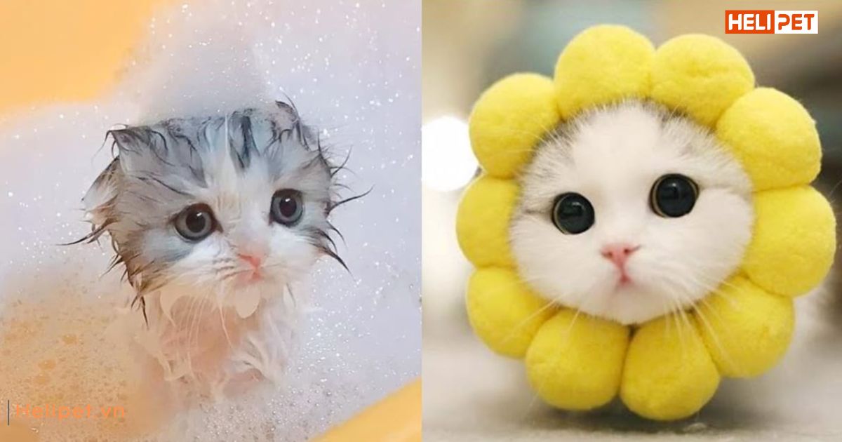 Mèo mấy tháng thì tắm được