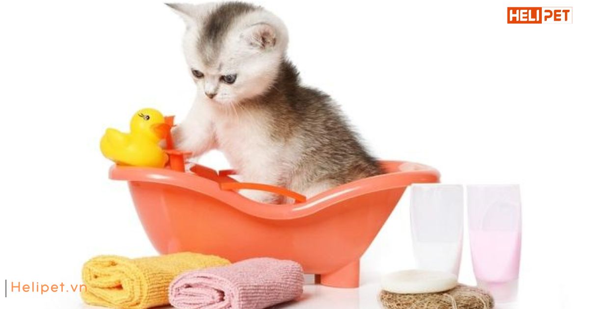 Mèo mấy tháng thì tắm được