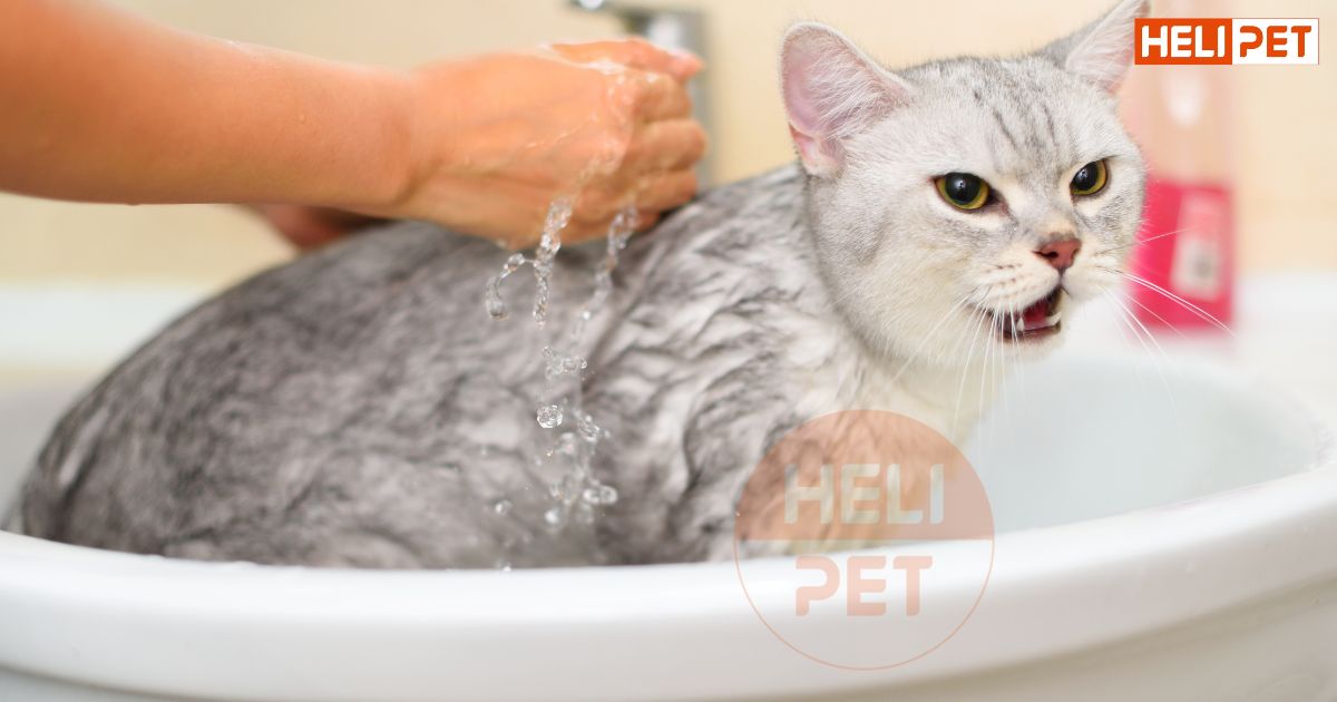 Mèo mẹ đẻ xong bao lâu thì tắm được