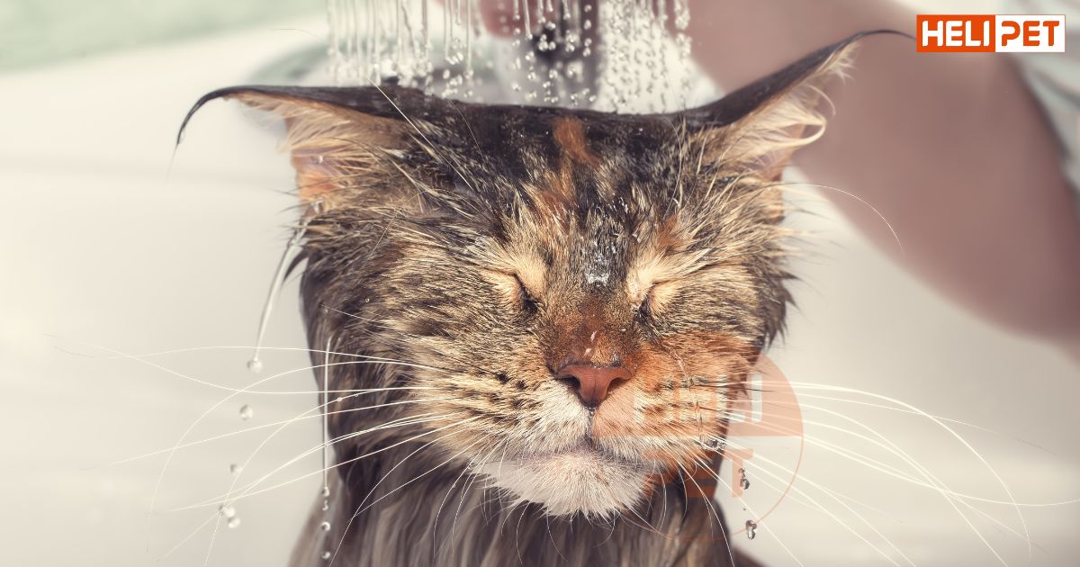 Mèo mẹ đẻ xong bao lâu thì tắm được