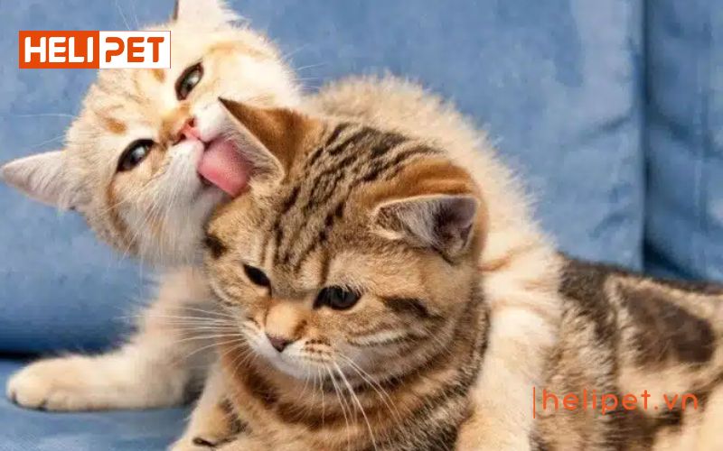 Mèo phối giống mấy lần thì được đậu thai