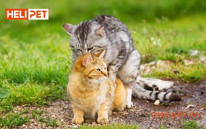 Mèo phối giống mấy lần thì được đậu thai