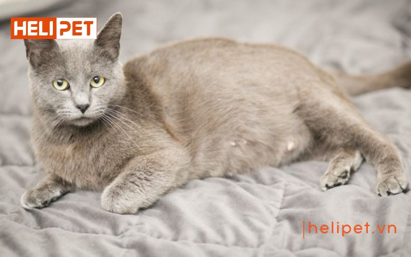 Mèo phối giống mấy lần thì được đậu thai