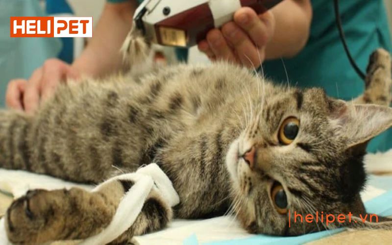 Mèo phối giống mấy lần thì được đậu thai