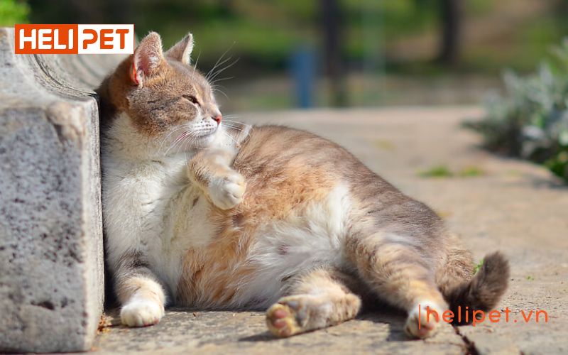 Mèo phối giống mấy lần thì được đậu thai