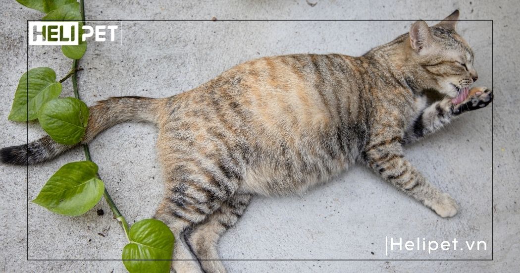 mèo sắp đẻ chảy dịch