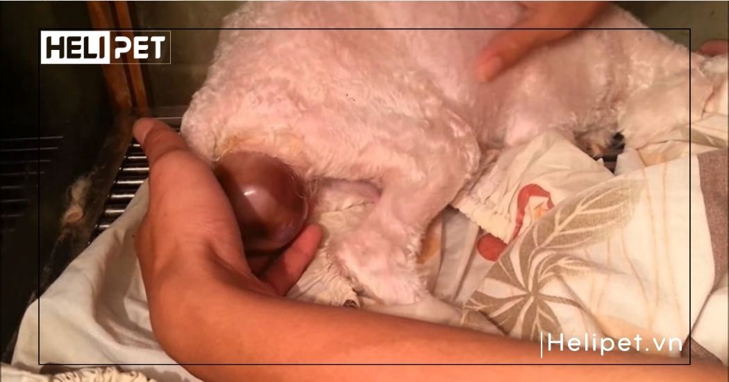 mèo sắp đẻ chảy dịch