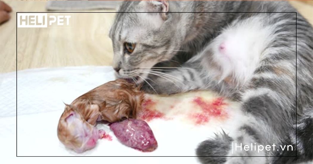 mèo sắp đẻ chảy dịch