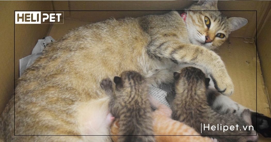 mèo sắp đẻ chảy dịch