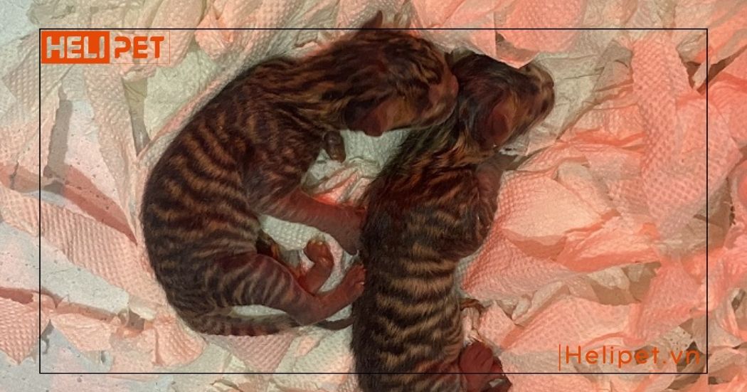 mèo sắp đẻ chảy dịch