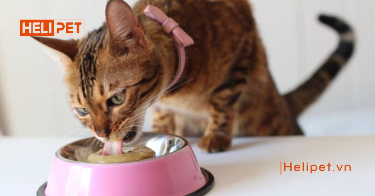 Mèo sau khi triệt sản không nên ăn gì