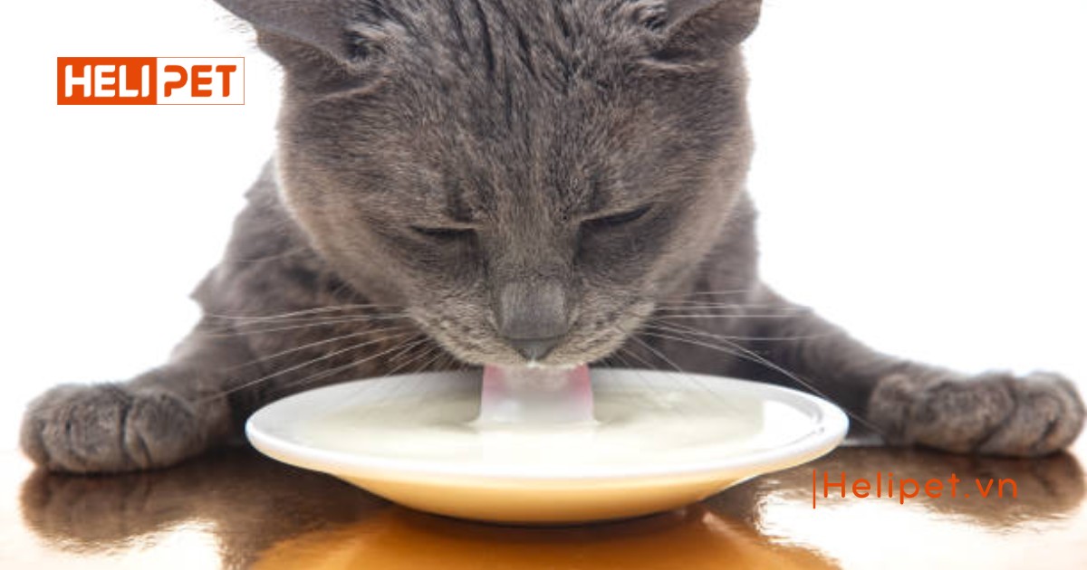 Mèo sau khi triệt sản không nên ăn gì