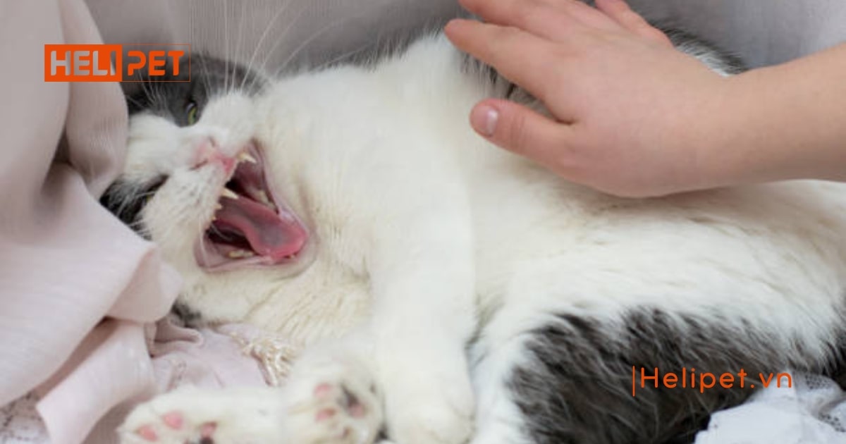 Mèo tắm nhiều có sao không