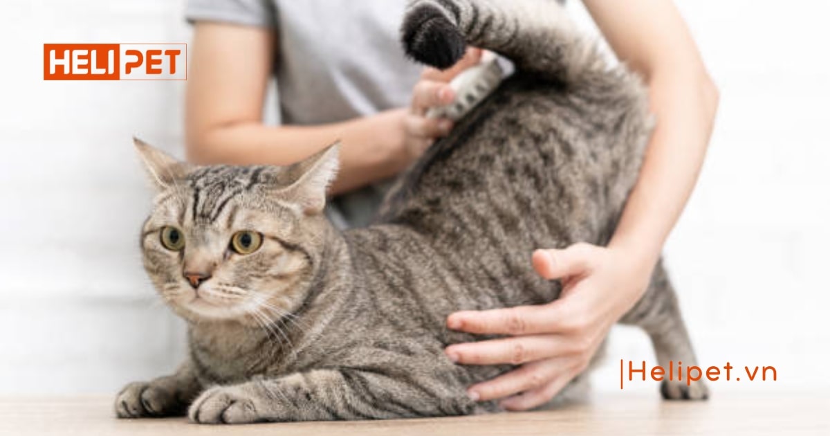 Mèo tắm nhiều có sao không