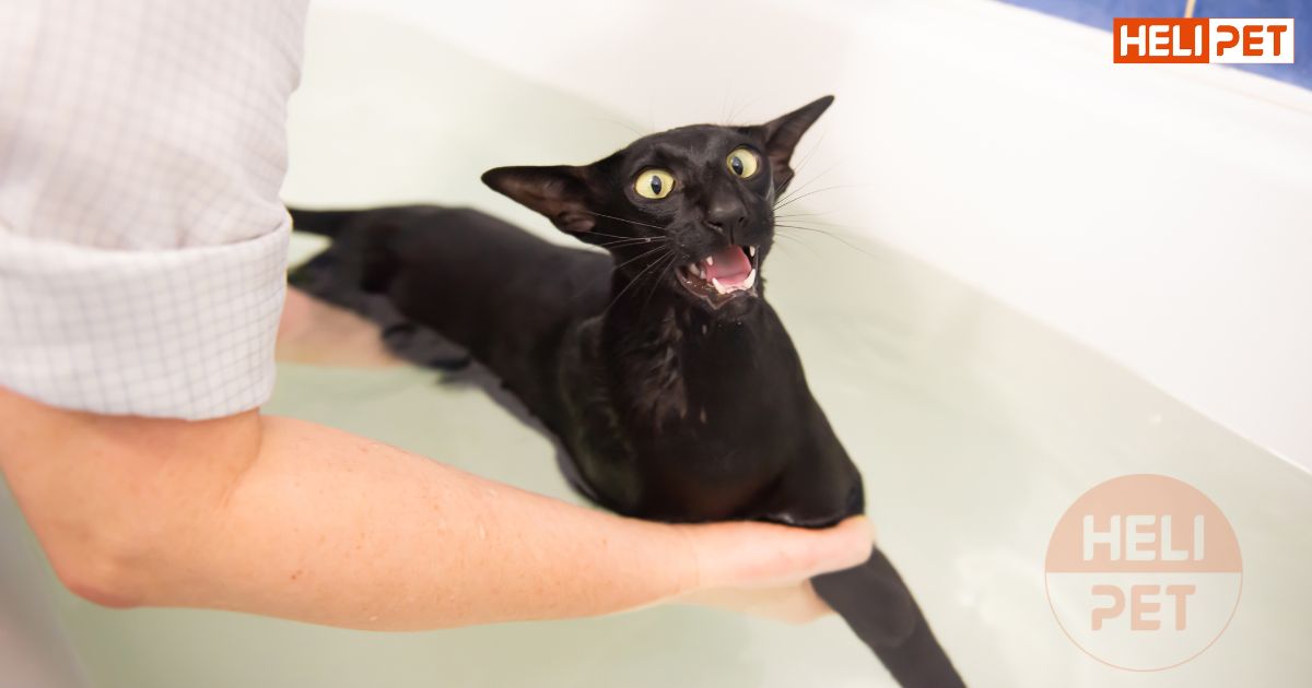 mèo tắm nước lạnh được không