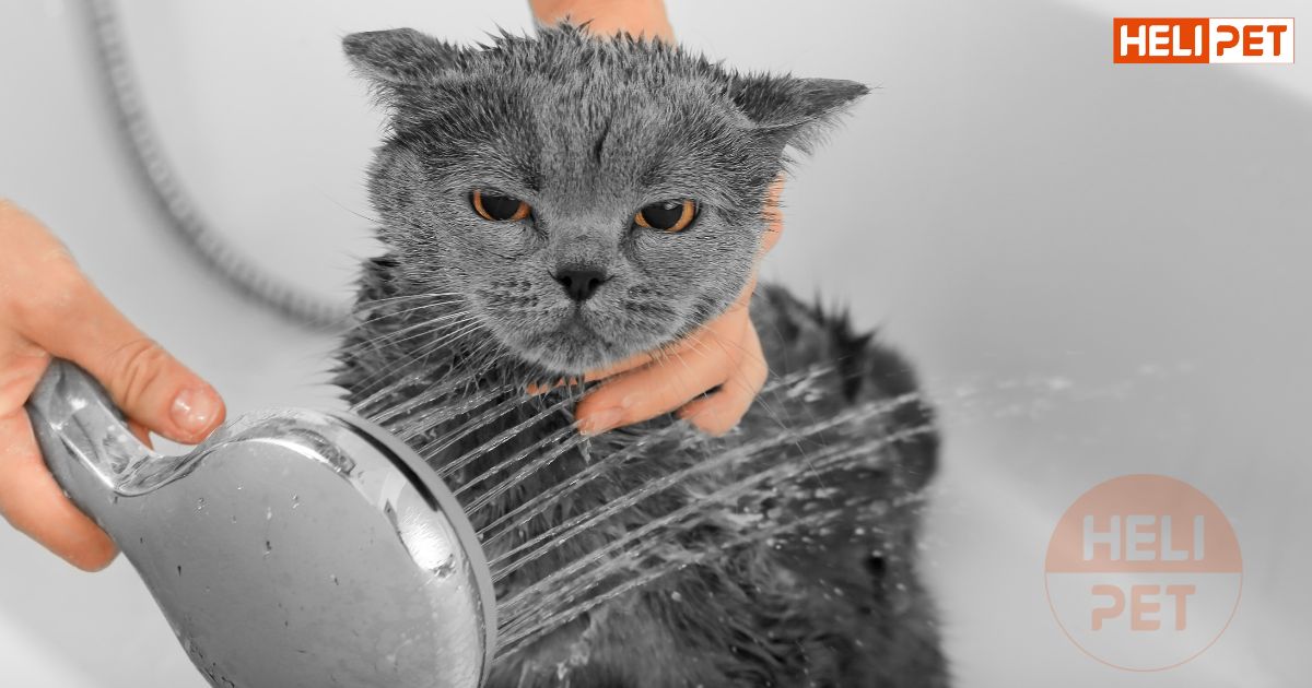 mèo tắm nước lạnh được không